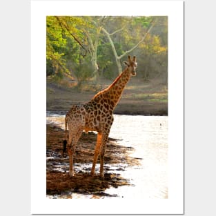 Giraffe Zulu Nyala Game Reserve South Africa Posters and Art